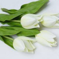Tulpe-4-er weiß Bild 1