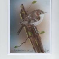 Grußkarte,  Naturmalerei, Vogelporträt -  Gartenbaumläufer-  handgemalt Bild 1
