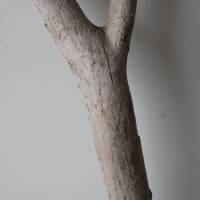 Treibholz Schwemmholz Driftwood  1 XXL  Ast   Dekoration  Garten  Lampe Garderobe   104 cm Bild 9