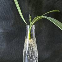 Oleander Steckling (Rosenlorbeer) - mit Wurzeln Bild 1