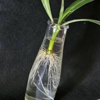 Oleander Nerium Steckling (Rosenlorbeer) - mit Wurzeln, Farbe nicht wählbar (Ole1) Bild 3