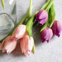 Tulpe Mini rosa -3er Bild 2