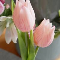 Tulpe Mini rosa -3er Bild 4