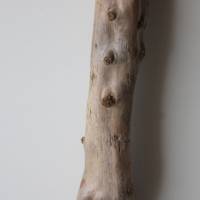 Treibholz Schwemmholz Driftwood  1 XXL  Ast   Dekoration  Garten  Lampe Garderobe   113 cm Bild 3