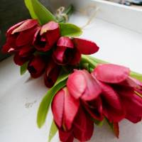 Tulpe rot 6er Bild 2