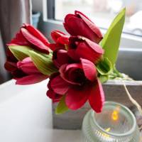 Tulpe rot 6er Bild 3
