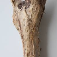 Treibholz Schwemmholz Driftwood  1  Stamm Dekoration  Garten  Lampe  50 cm Bild 8