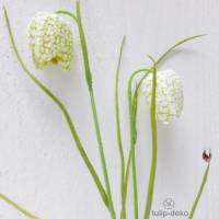 Frittilaria Schachblume 5 Stck. weiß Bild 1