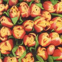 10 einzelne Lunchservietten Tulpenfeld, mit roten/gelben Tulpen, von Robert Charles Bild 1