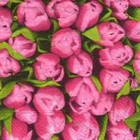 10 einzelne Lunchservietten Tulpenfeld, mit rosa Tulpen, von Robert Charles Bild 1