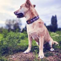 Hundehalsband oder Hundegeschirr ALMA, mit Vichy Karo Bild 1