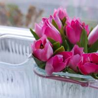 Tulpe-4-er rosa Bild 7