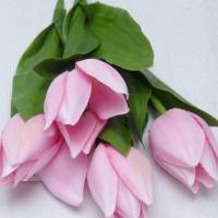 Tulpe-4-er rosa Bild 8
