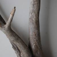 Treibholz Schwemmholz Driftwood  1 XL   Wurzel  Dekoration  Garten  Lampe  83  cm hoch Bild 2