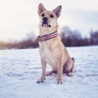 Hundehalsband oder Hundegeschirr UP NORTH, Norwegermuster Bild 1