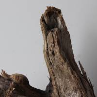 Treibholz Schwemmholz Driftwood  1  knorrige  XL   Wurzel  Dekoration  Garten  Lampe  48  cm hoch Bild 4