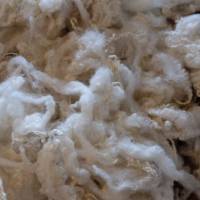 40 Gr. gewaschene Rohwolle vom Bluefaced Leicester Schaf, Puppenhaar, Spinnen, Filzen, Basteln Bild 5