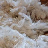 40 Gr. gewaschene Rohwolle vom Bluefaced Leicester Schaf, Puppenhaar, Spinnen, Filzen, Basteln Bild 7