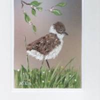 Grußkarte,  Vogelmalerei-    Kiebitzküken-  handgemalt Bild 1