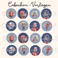 Cabochon Vorlagen -  Anatomie - 10 mm, 12 mm, 14 mm und 25 mm Bild 3
