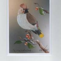 Grußkarte,  Vogelmalerei-   Seidenschwanz-  handgemalt Bild 1