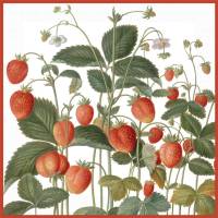 20 Lunchservietten Erdbeeren aus dem Nassau Florilegium, von Rannenberg und Friends Bild 2