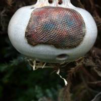 Ohrwurmkugel Insektenkugel aus Keramik frostfeste Gartenkeramik Bild 8