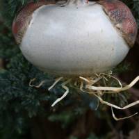 Ohrwurmkugel Insektenkugel aus Keramik frostfeste Gartenkeramik Bild 3
