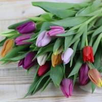 Tulpen frisch Bund gemischte Farben Bild 2