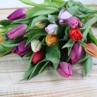 Tulpen frisch Bund gemischte Farben Bild 3