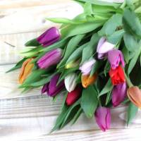 Tulpen frisch Bund gemischte Farben Bild 4