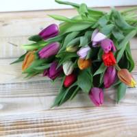Tulpen frisch Bund gemischte Farben Bild 5