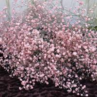 Schleierkraut frisch hell rosa ein Bund frische Blumen Bild 1