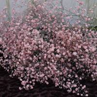 Schleierkraut frisch hell rosa ein Bund frische Blumen Bild 2