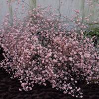 Schleierkraut frisch hell rosa ein Bund frische Blumen Bild 3
