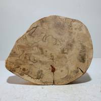 Baumscheibe, Holzscheibe, Erle, Holz, Bastelholz, Holzdeko, Dekoration,Holz Bild 10