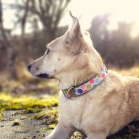 Hundehalsband oder Hundegeschirr COSMO, geometrisch, Hunde, Muster Bild 1