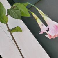 Trompetenblume rosa Bild 3