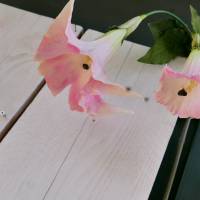 Trompetenblume rosa Bild 5