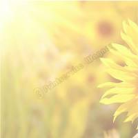 Klappkarte, Einladung, Glückwunschkarte DIN lang quer, Motiv: Sonnenblume Bild 2