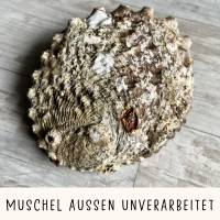 Muschel Abalone Schmuckschale, Deko Schale Bild 5