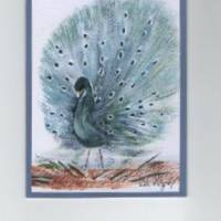 Grußkarte,  Vogelmalerei   -    Pfau, m.-  handgemalt