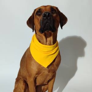 Gelbes Hundehalstuch Bild 1