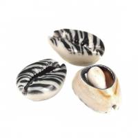 20 Kaurimuscheln, Muschelperlen, schwarz weiß, Zebra Muster, 25mm x 17mm-18mm x 14mm Bild 3