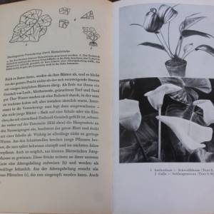 Zimmerpflanzen richtig pflegen | Herrmann Holm | Neumann Verlag 1969 DDR Bild 8