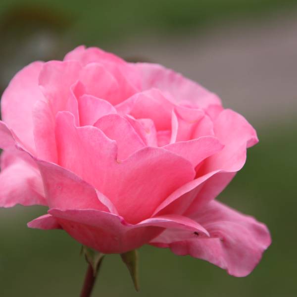 MeinekreativeWelt | kasuwa Shop