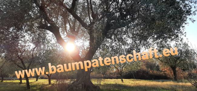 Baumpatenschaften, Geschenkidee Baumpate werden, Olivenhain in Kroatien auf kasuwa.de