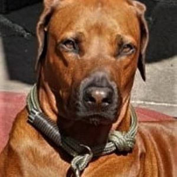 BenzoDesign | kasuwa Shop