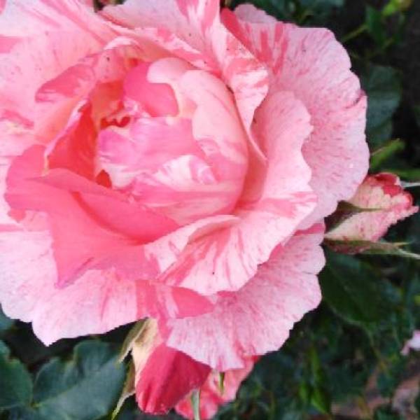 SaBienchenshop | kasuwa Shop